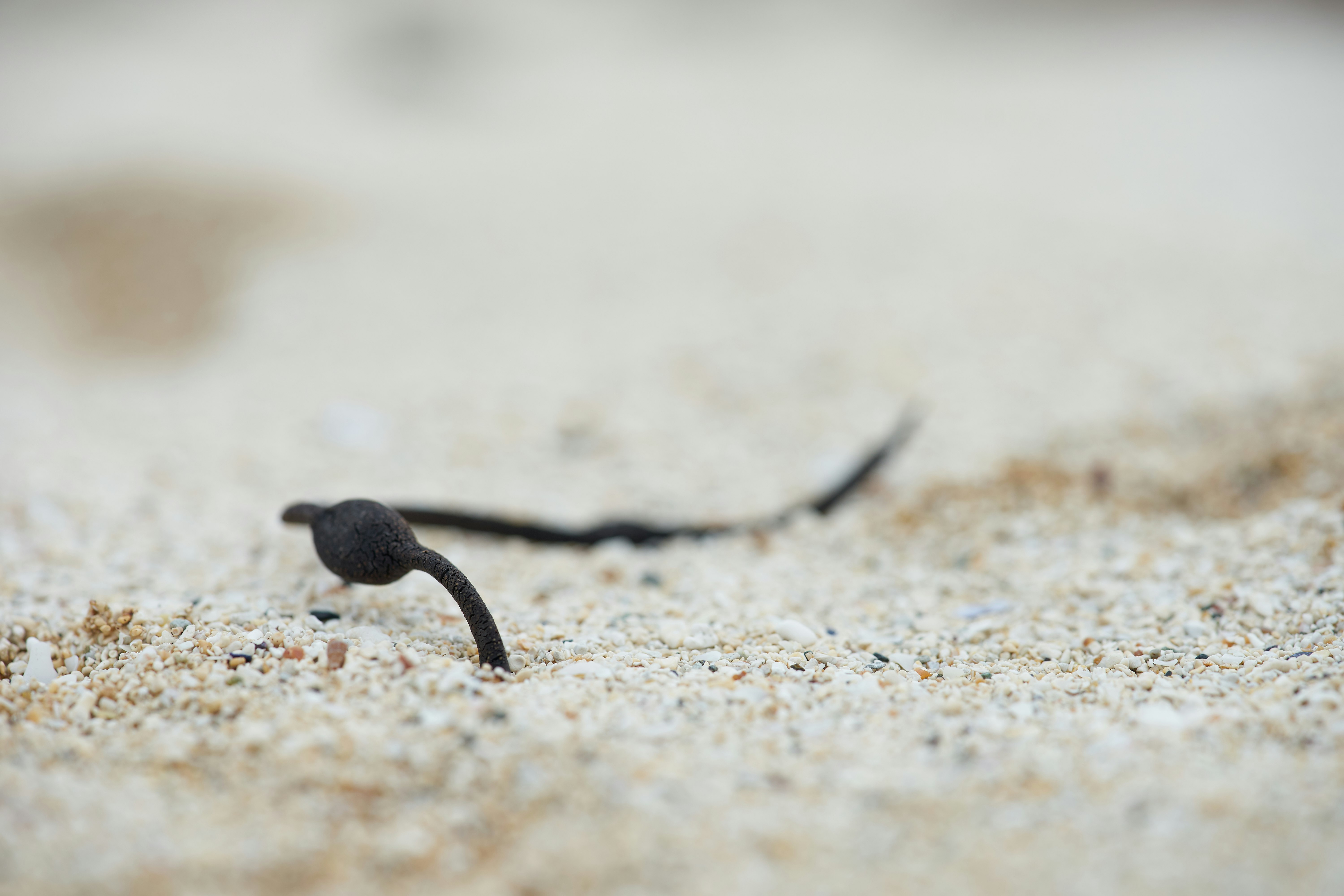 selective focus photo of black worm in sand